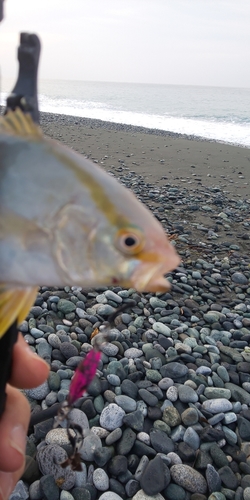 ショゴの釣果