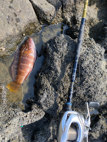 オハグロベラの釣果