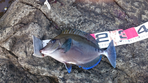 ニザダイの釣果