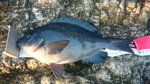 クチブトグレの釣果