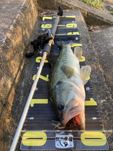 ラージマウスバスの釣果