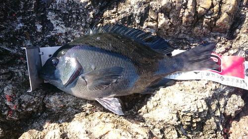 クチブトグレの釣果