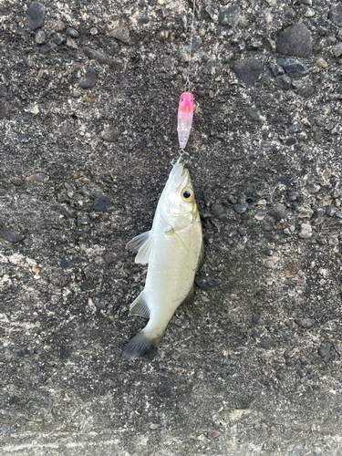 セイゴ（マルスズキ）の釣果