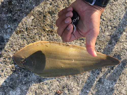 シタビラメの釣果