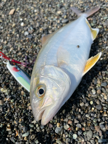 ショゴの釣果