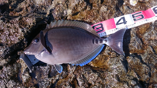 ニザダイの釣果