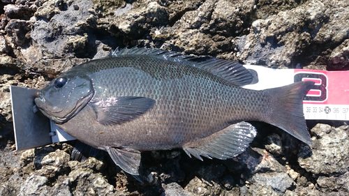 クチブトグレの釣果