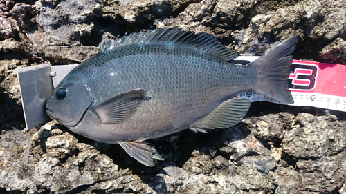 クチブトグレの釣果