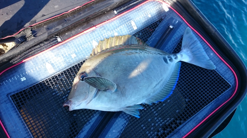 ニザダイの釣果