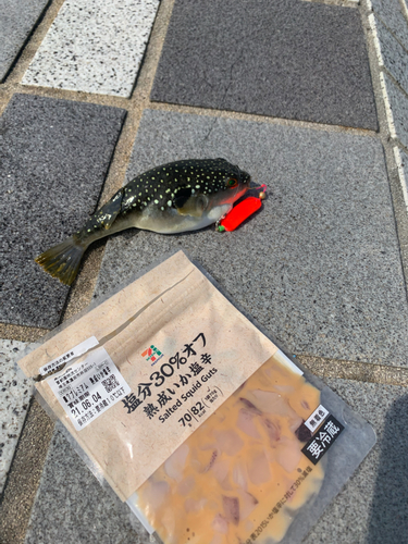 クサフグの釣果