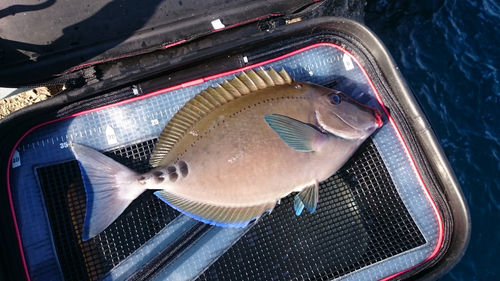 ニザダイの釣果