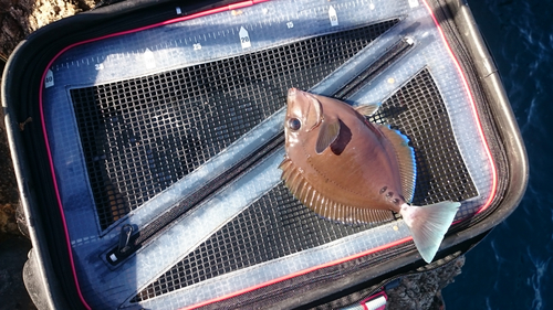 ニザダイの釣果