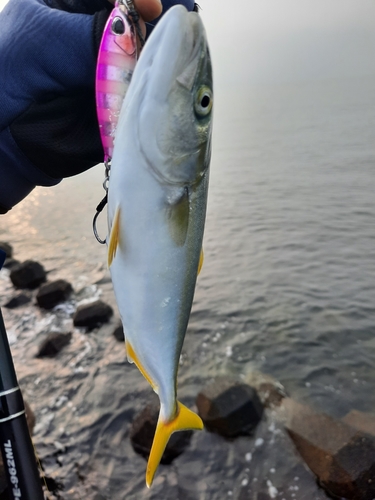 ワカシの釣果