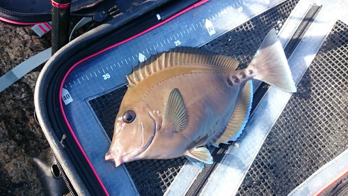 ニザダイの釣果