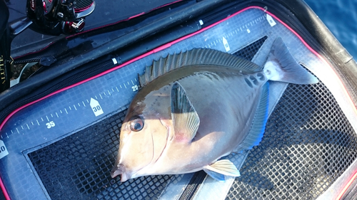 ニザダイの釣果