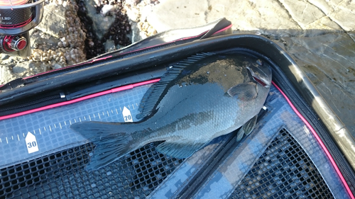 クチブトグレの釣果