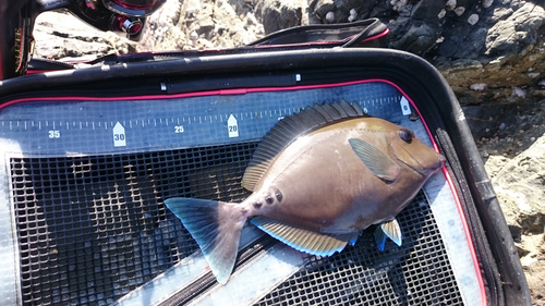 ニザダイの釣果