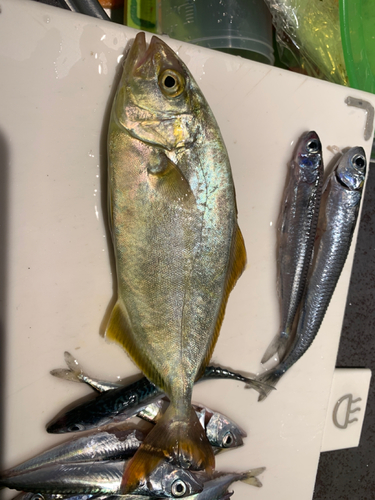 ショゴの釣果