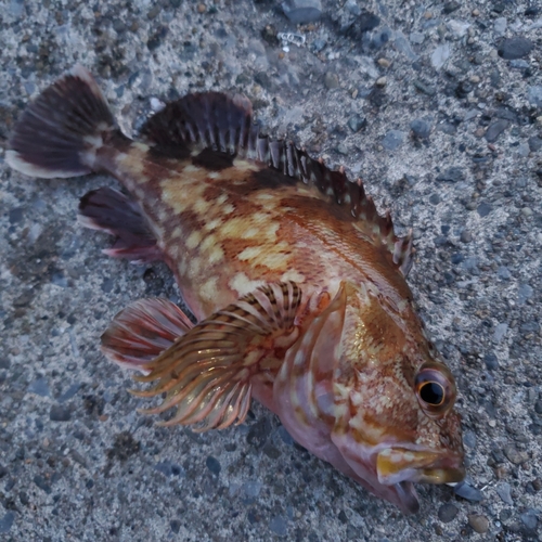 カサゴの釣果