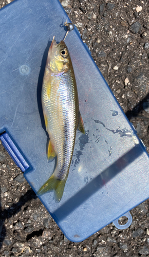 カワムツの釣果