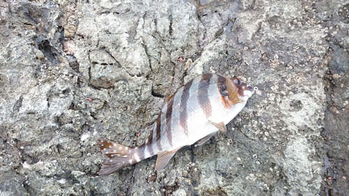 タカノハダイの釣果