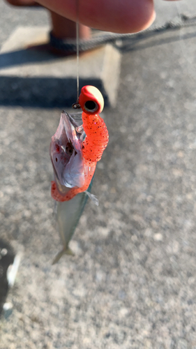 サバの釣果