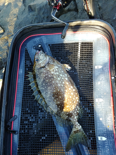 アイゴの釣果