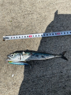 ウルメイワシの釣果