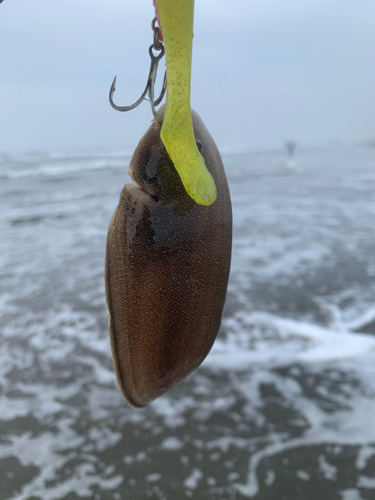 シタビラメの釣果