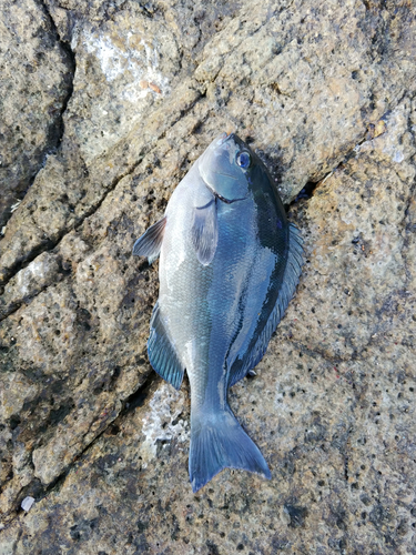 クチブトグレの釣果