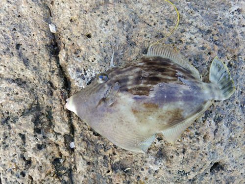 カワハギの釣果