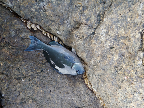 クチブトグレの釣果