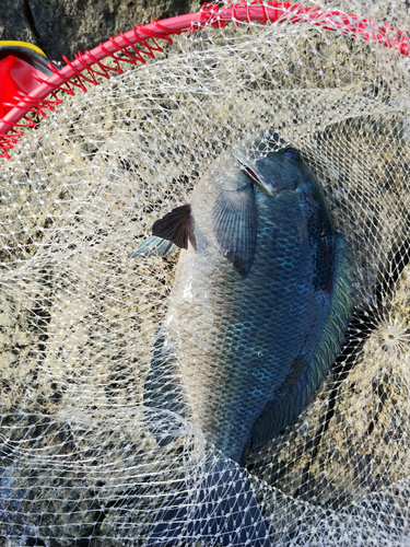 クチブトグレの釣果