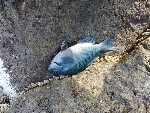 クチブトグレの釣果