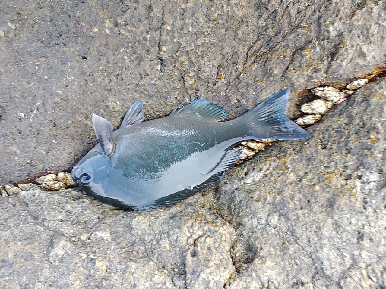 クチブトグレ