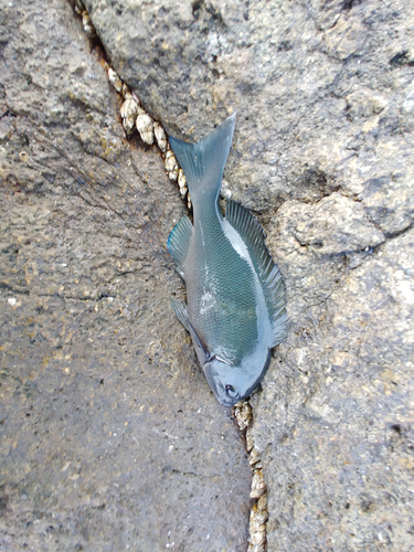 クチブトグレの釣果