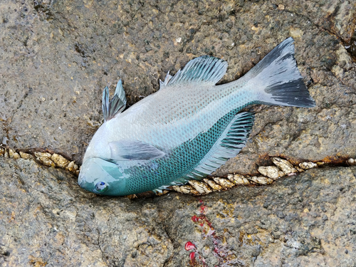 クチブトグレの釣果