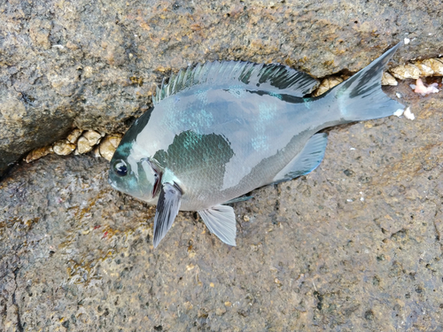 クチブトグレの釣果