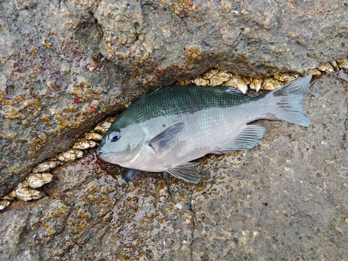 クチブトグレの釣果