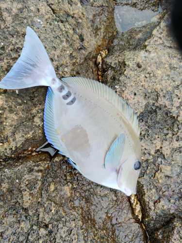 ニザダイの釣果