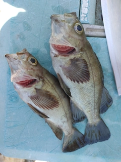 クロメバルの釣果