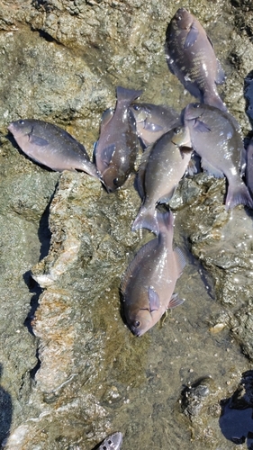 クロの釣果