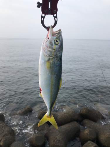 ワカシの釣果