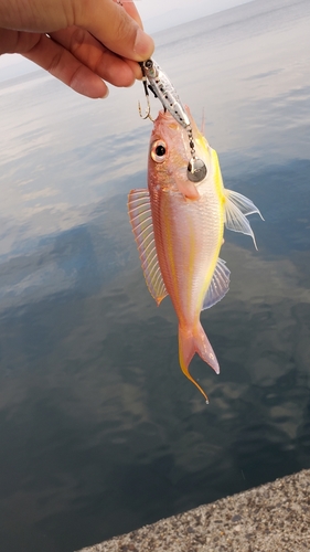 イトヨリダイの釣果