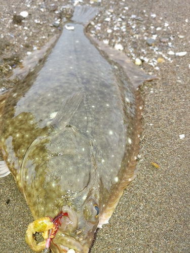 カレイの釣果