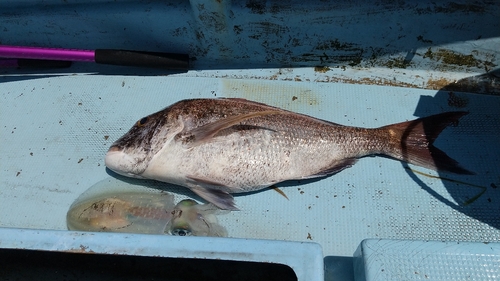 イカの釣果