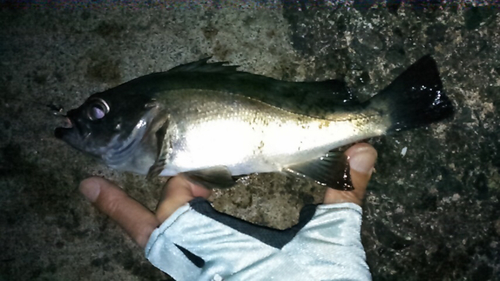 クロメバルの釣果