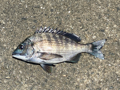 チヌの釣果