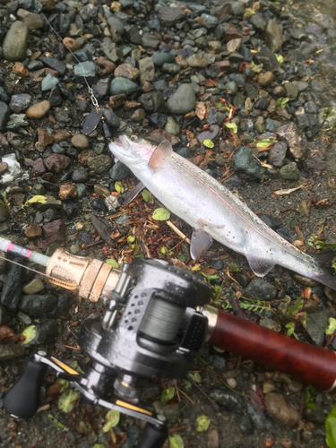 ニジマスの釣果