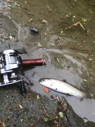 イワナの釣果